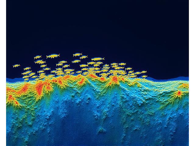 高解像度CHIRPソナーで鮮明に表示された海底と魚群の画像